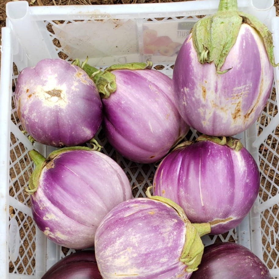 Berenjena Vianca Rosa (Precio x Libra)