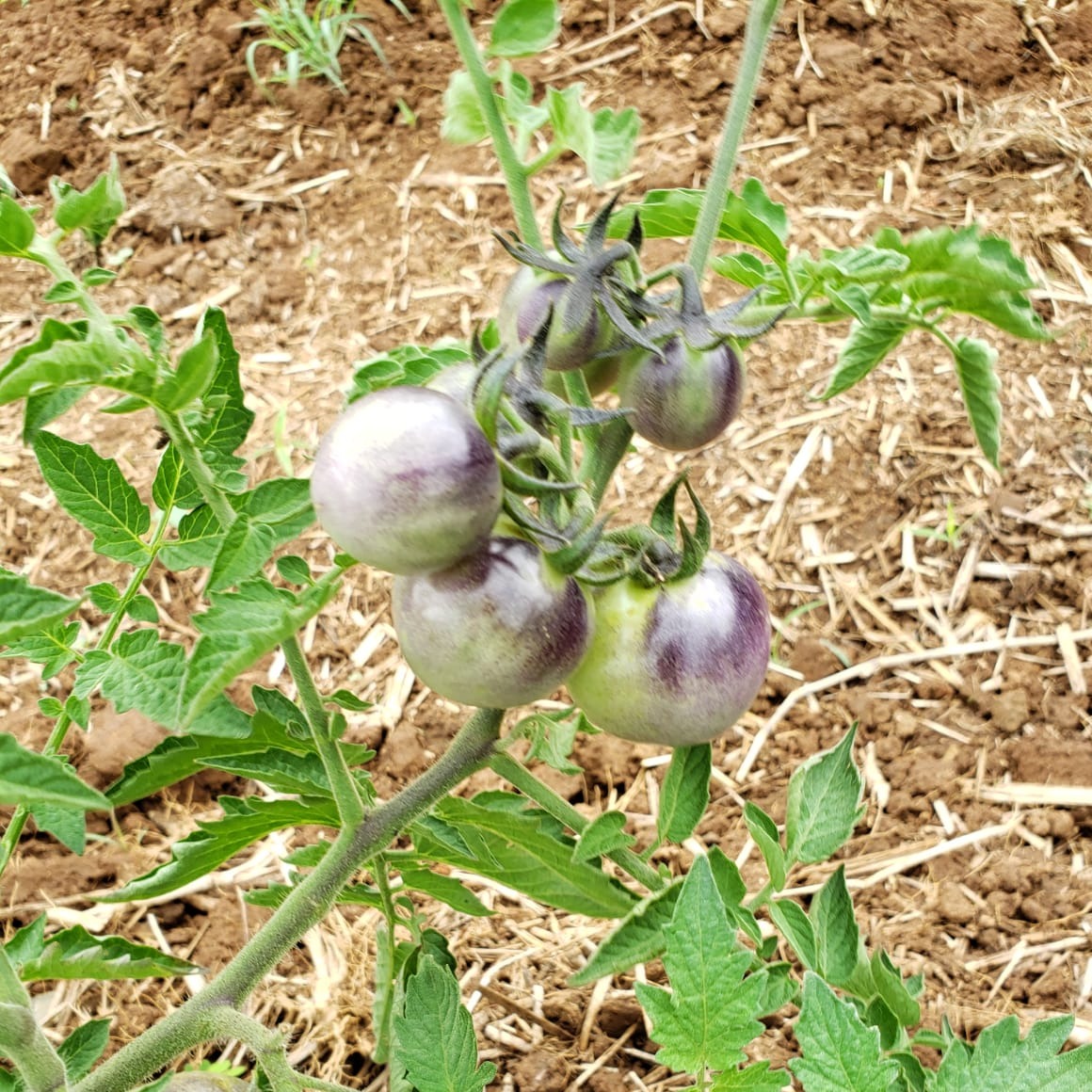 Tomate Ensalada Redondo (Precio x Libra)