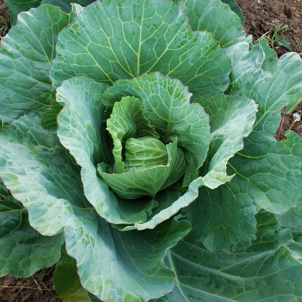 Repollo Verde y/o Morado Entero (Precio x Libra)